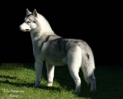 At the 2007 Siberian Husky Club Of American Specialty.  Photo by Rhonda Mckinney Elite-Image.