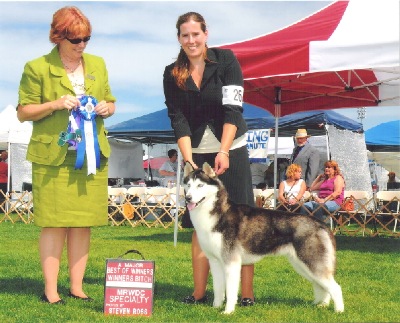BOW for a 4 point major at the Mount Rainier Working Dog Group, 1st annual show