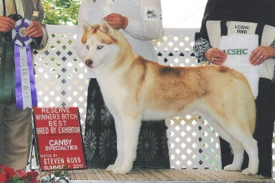 RWB/Best BB to a 5 point major at the Lower Columbia Siberian Husky Club specialty.